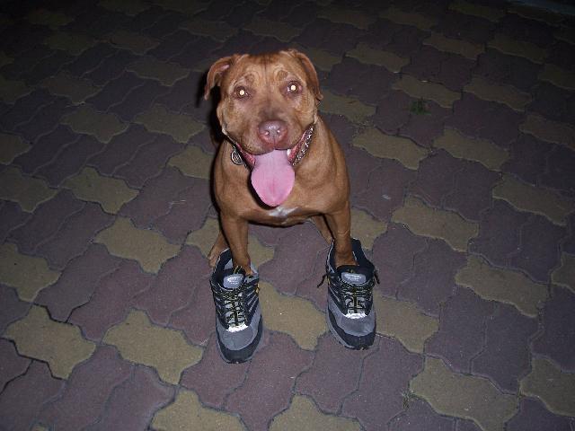 Fotky: Americk pitbull terir (foto, obrazky)