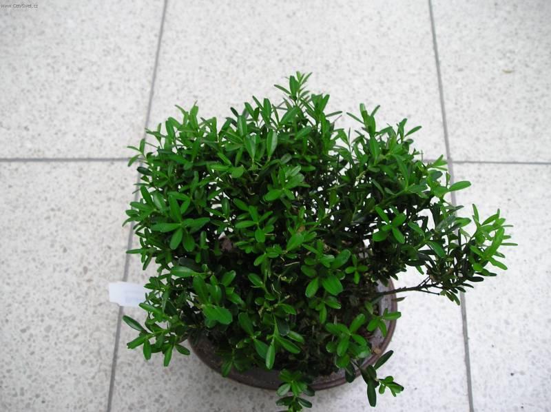 Fotky: Buxus harlandii, buxus microphylla sinica, Zimostrz (foto, obrazky)