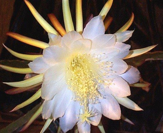 Fotky: Cereus (foto, obrazky)