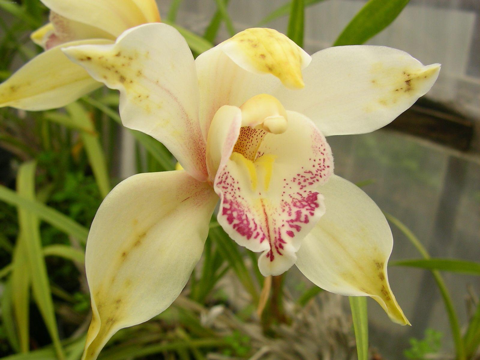 Fotky: Cymbidium (foto, obrazky)