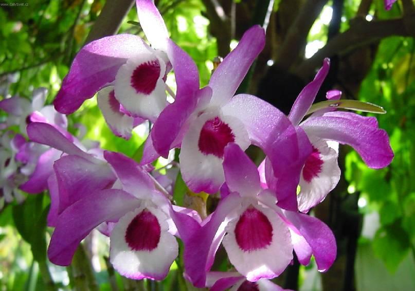 Fotky: Dendrobium (foto, obrazky)