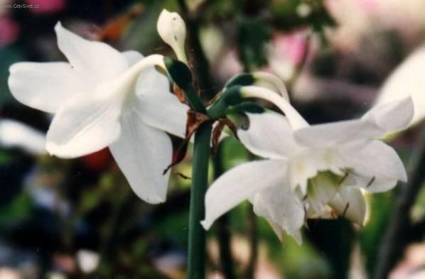 Fotky: Eucharis, lbenka (foto, obrazky)