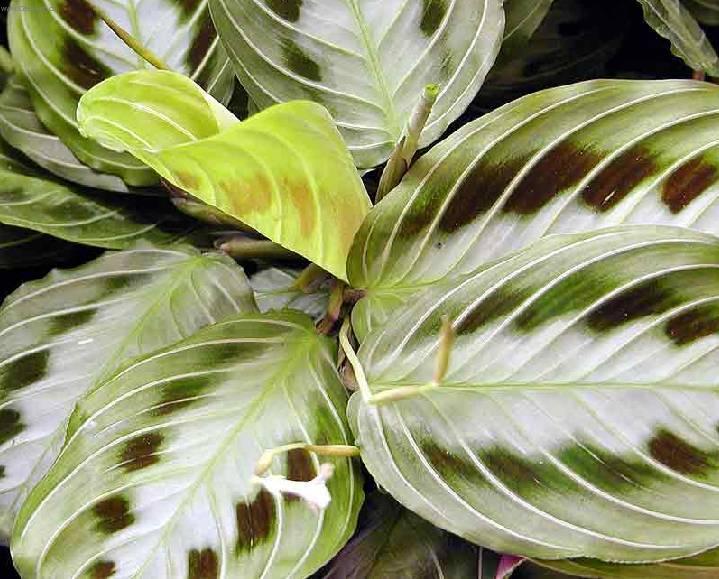 Fotky: Maranta (foto, obrazky)