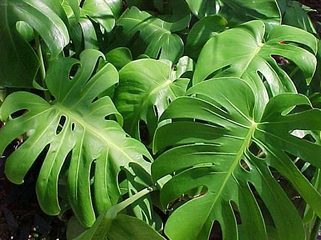 Fotky: Monstera (foto, obrazky)