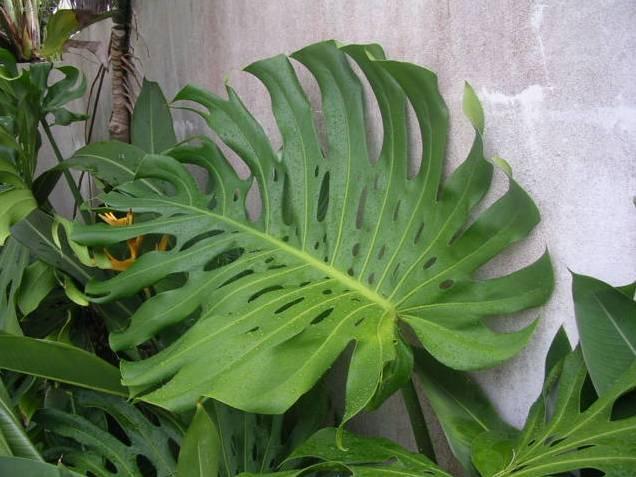 Fotky: Monstera (foto, obrazky)