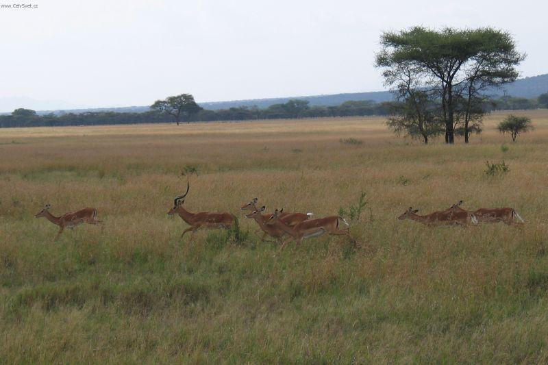 Fotky: Tanzanie (cestopis) (foto, obrazky)