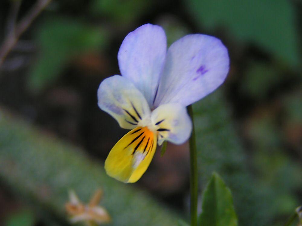 Fotky: Violka Trojbarevn (foto, obrazky)