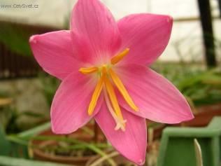 Fotky: Zephyranthes (foto, obrazky)