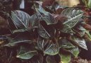 Pokojové rostliny:  > Aglaonema (Aglaonema rotundum)