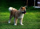 Fotky: Akita-inu (foto, obrazky)