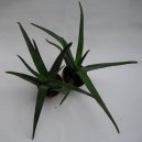 :  > Aloe vera (Aloe)