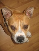 :  > Americk stafordirsk terier (American Staffordshire Terrier)