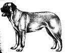 :  > Anatolský pastevecký pes (Anatolian Shepherd Dog, Anatolian Karabash Dog)