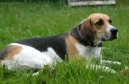 Fotky: Anglick foxhound (foto, obrazky)