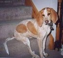 :  > Anglický mývalý lovecký pes (English Coonhound, Redtick Coonhound)