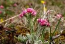 Pokojov rostliny: Skalniky > Kocinek dvoudom (Antennaria dioica)