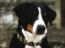 Fotky: Appenzellsk salanick pes (foto, obrazky)