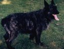 :  > Ardensk bouvier (Bouvier Des Ardennes)