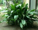 Pokojov rostliny:  > Koenokvtka (Aspidistra)