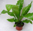 Pokojové rostliny:  > Asplenium vlasové (Asplenium trichomanes)