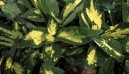 Pokojové rostliny:  > Aukuba japonská (Aucuba japonica)