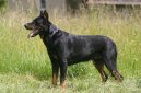 Beauceron