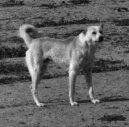 Psí plemena:  > Beduínský pastevecký pes (Bedouin Shepherd Dog)