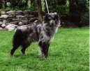 Ps plemena:  > Pyrenejsk ovk s kratkou srst (Pyrenean Sheepdog)