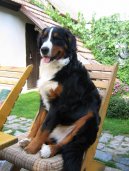 Fotky: Bernsk salanick pes (foto, obrazky)