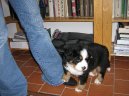 Fotky: Bernsk salanick pes (foto, obrazky)
