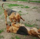 Psí plemena:  > Bloodhound (Chien de Saint-Hubert)