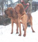 Bloodhound