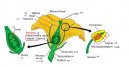 Pokojov rostliny:  > Botanika a struktura rostlin (The structure of the flower)