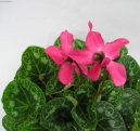 Pokojov rostliny:  > Ciklmen, Brambok (Cyclamen)