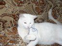 Kočky:  > Britská krátkosrstá kočka (British Shorthair Cat)