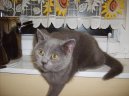 Kočky:  > Britská krátkosrstá kočka (colourpoint) (Kitten in the house)