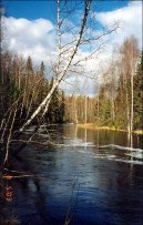 :  > Bza bradavinat (Betula verrucosa Ehrt)