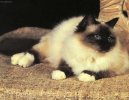 Koky: Aktivn > Burma (Sacred Birman Cat)