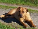 :  > Brsk buldok (Boerboel)