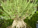 Buxus harlandii, buxus microphylla sinica, Zimostrz