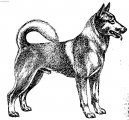Psí plemena:  > Caanský pes (Canaan Dog)