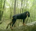 Ps plemena:  > erno-tslov coonhound (Black and Tan Coonhound)