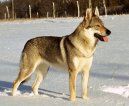 Ps plemena:  > eskoslovensk vlk (Czechoslovakian wolfdog)