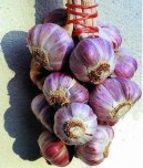 :  > esnek kuchysk (Allium sativum L.)