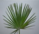 :  > umara (Chamaerops humilis)