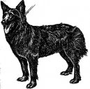 Psí plemena:  > Chorvatský ovčák (Croatian Shepherd Dog)