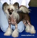Ps plemena: Spoleensk plemena a toy > nsk chocholat pes (Chinese Crested Dog)