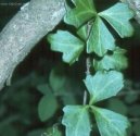 Pokojov rostliny: Popnav rostliny > Cisus, umen (Cissus)