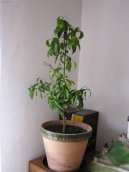 Pokojov rostliny: Zahradn stromky > Citronk (Citrus)
