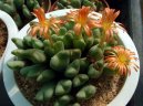 Pokojov rostliny: Kaktusy > Conophytum